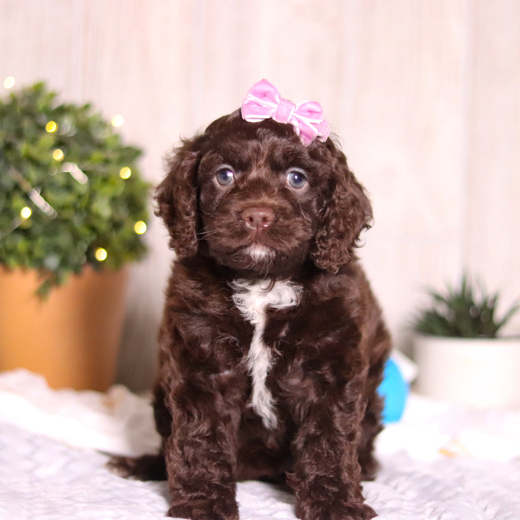 Camden - Available 3/5