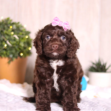 Camden - Available 3/5