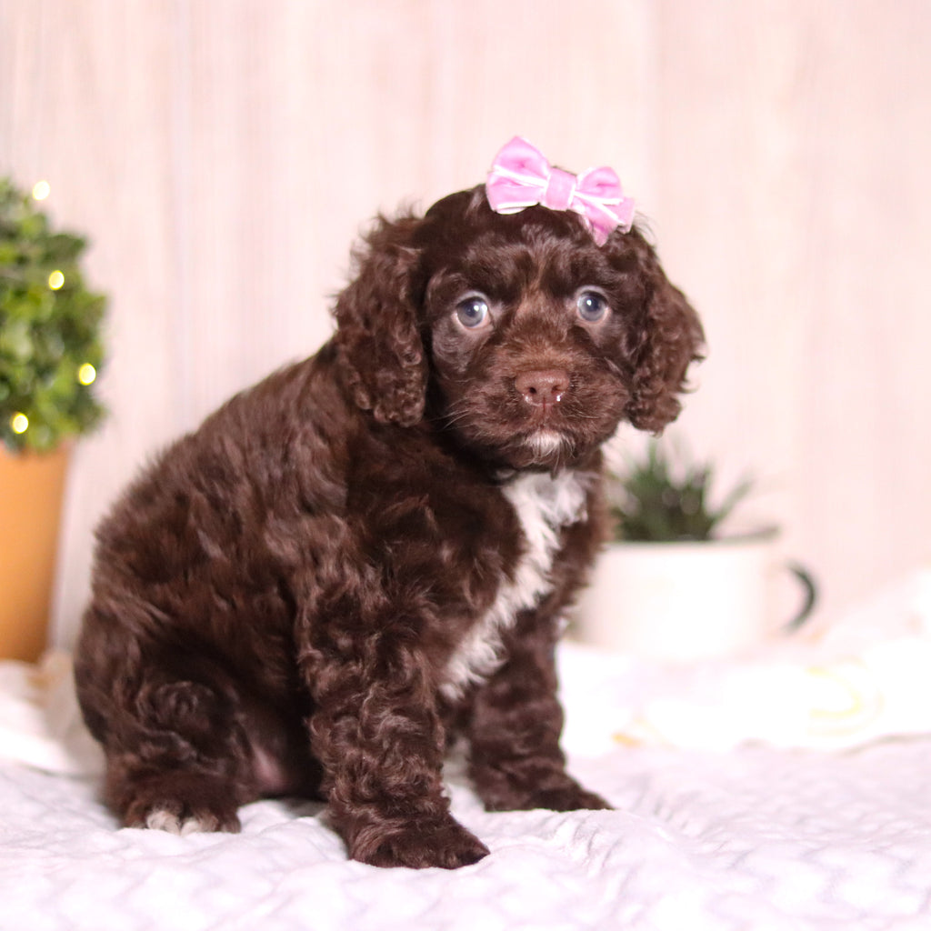 Camden - Available 3/5