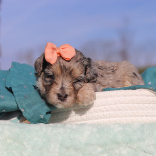 Mindy