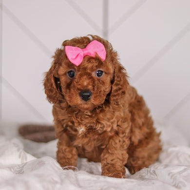 Camilla - Available 2/4