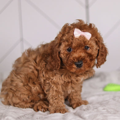 Peggie - Available 2/4