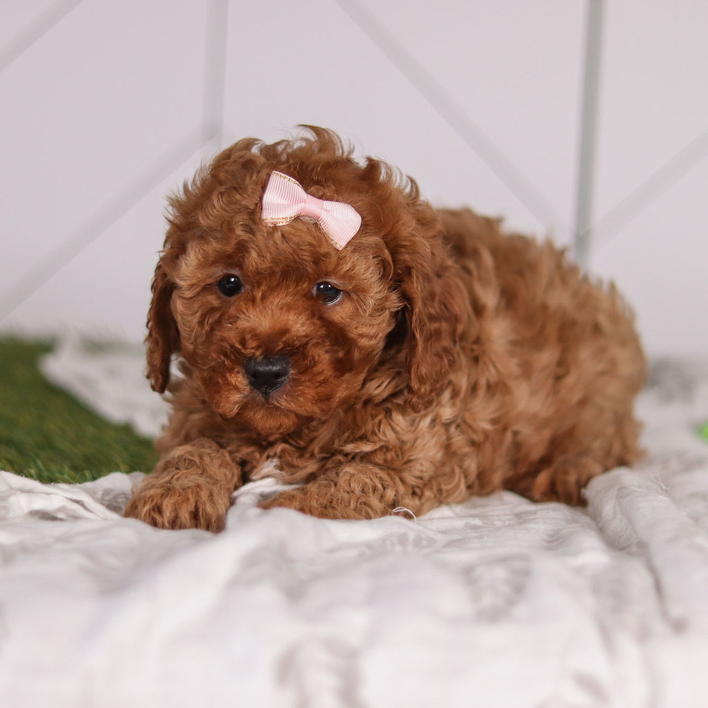 Peggie - Available 2/4