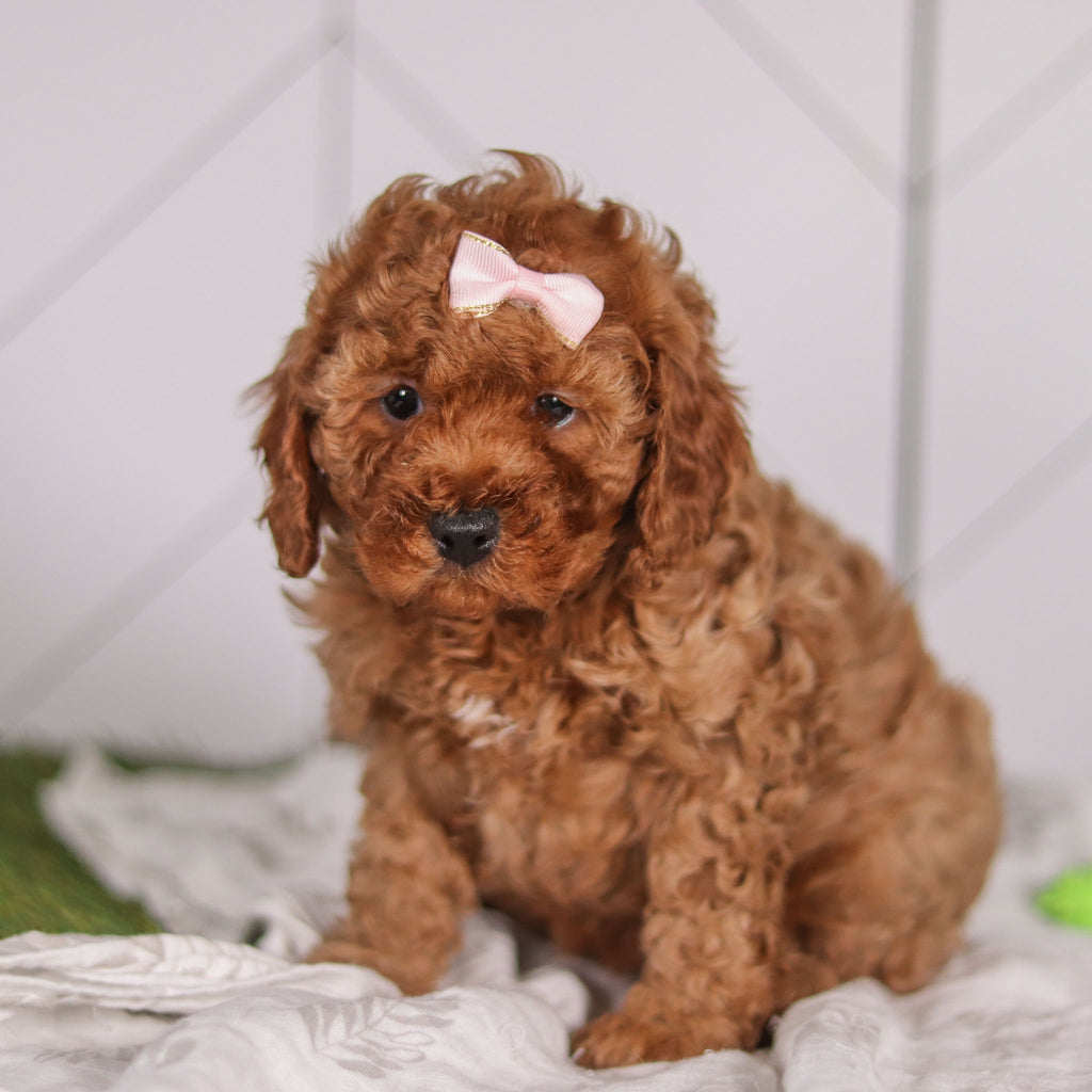 Peggie - Available 2/4