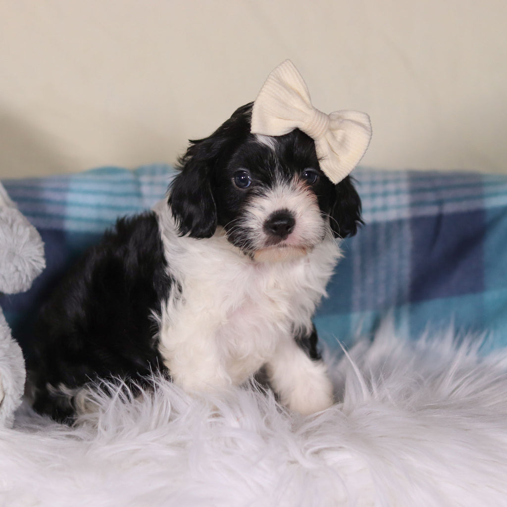 Vienna - Available Now