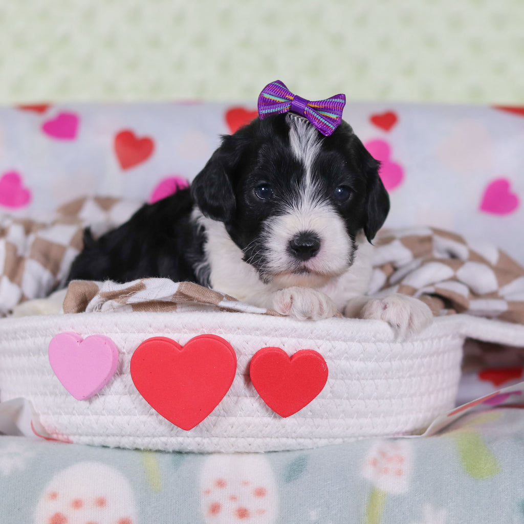 Vienna - Available Now