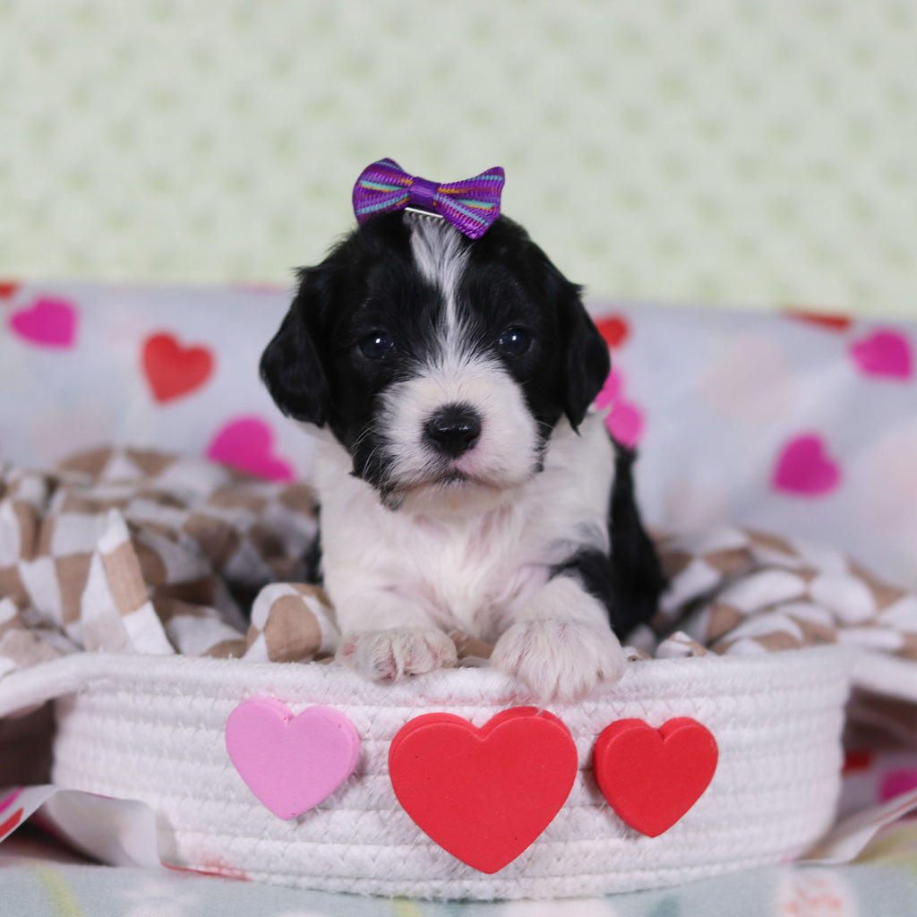 Vienna - Available Now