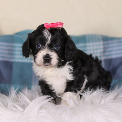 Vivian - Available 2/26