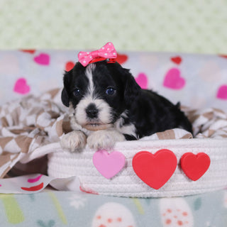 Vivian - Available 2/26