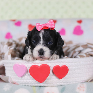 Vivian - Available 2/26