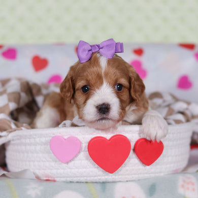 Veronica - Available 2/26