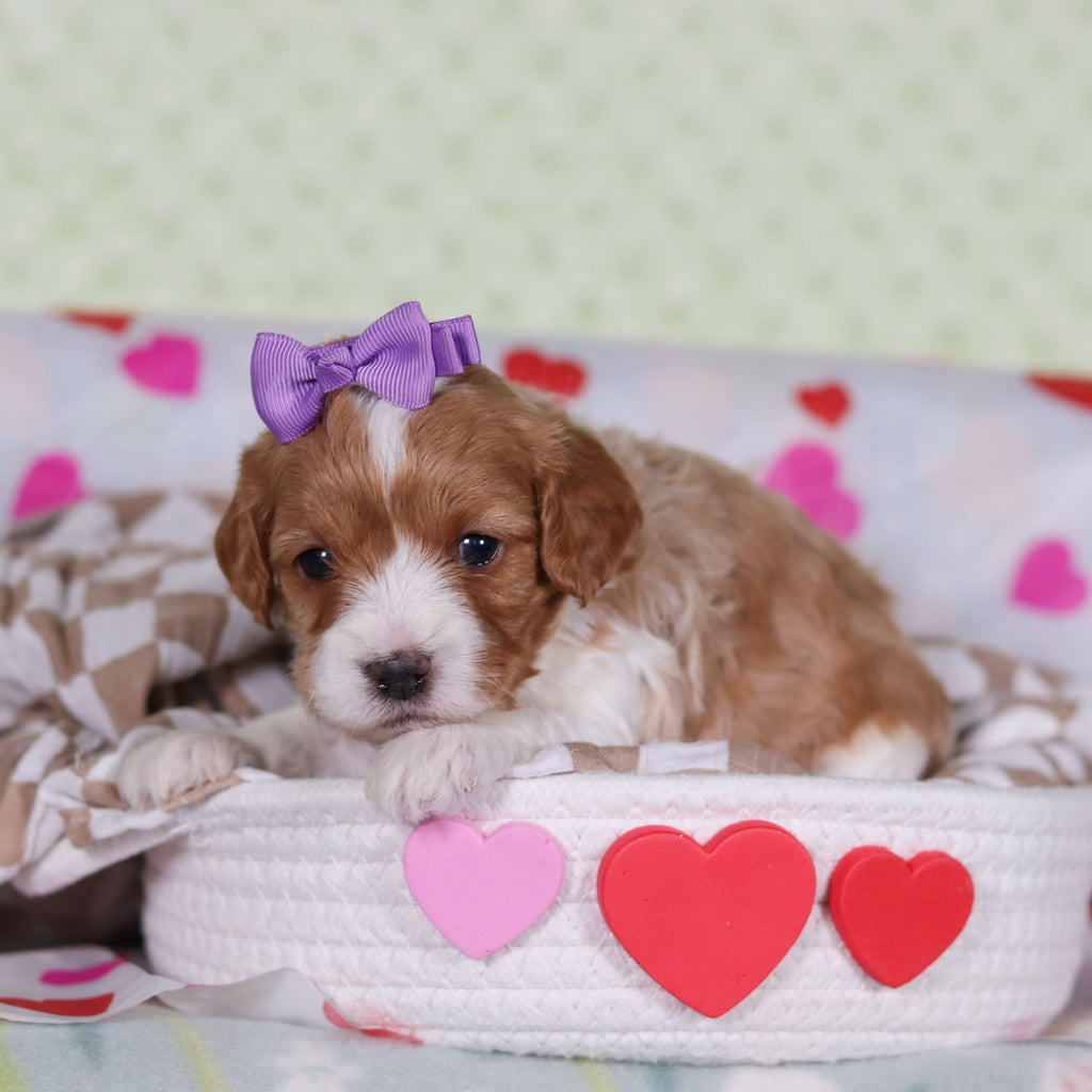 Veronica - Available 2/26