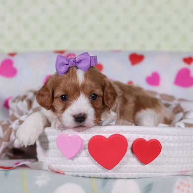 Veronica - Available 2/26