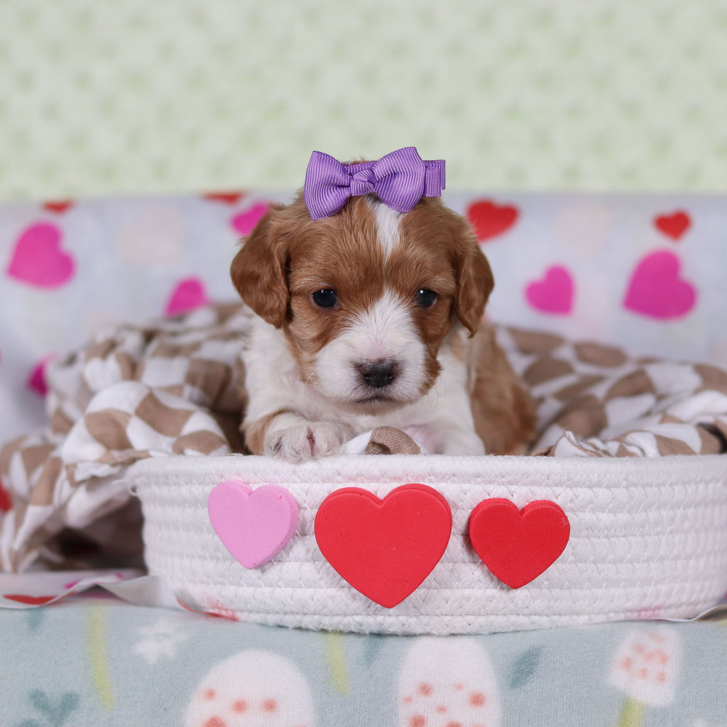 Veronica - Available 2/26