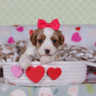 Valentina - Available Now