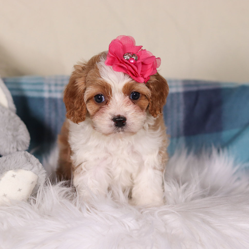 Valentina - Available Now