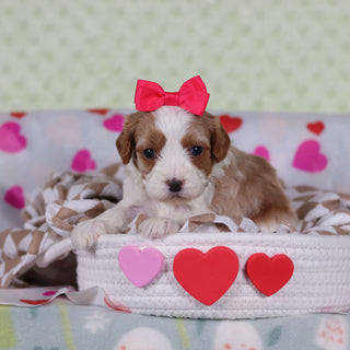 Valentina - Available Now