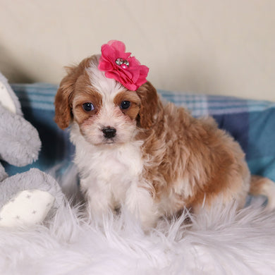 Valentina - Available 2/26