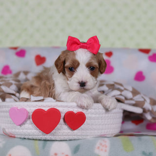 Valentina - Available Now