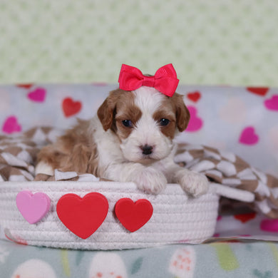 Valentina - Available 2/26