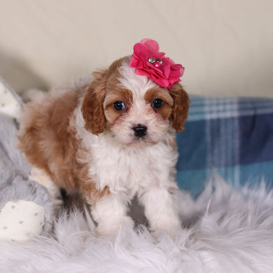 Valentina - Available 2/26