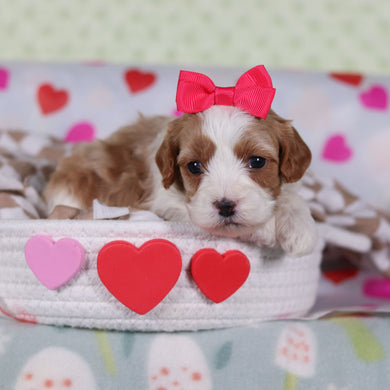 Valentina - Available 2/26