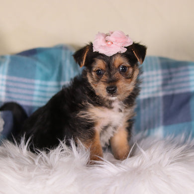 Buttercup - Available 2/26