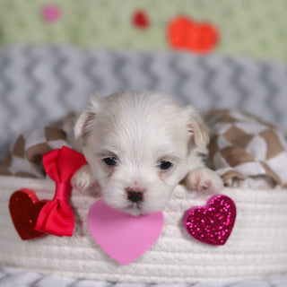 Katie - Available 3/13