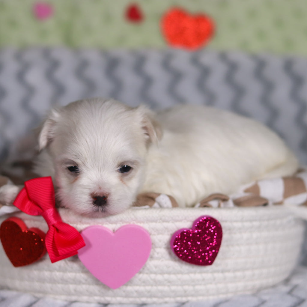 Katie - Available 3/13