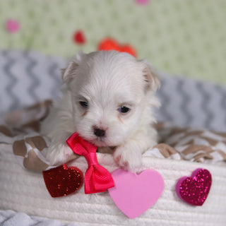 Katie - Available 3/13