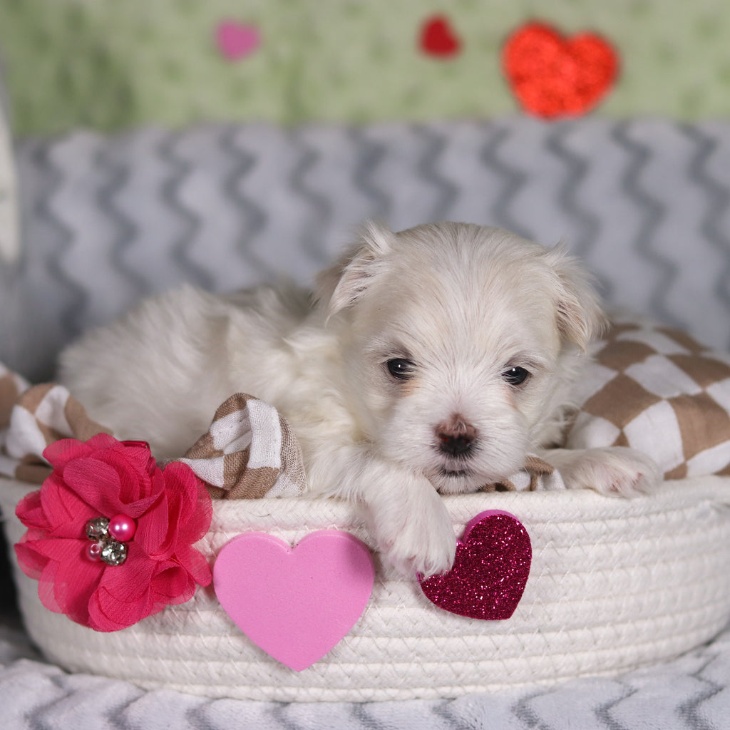 Angel - Available 3/13