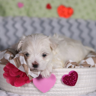 Angel - Available 3/13