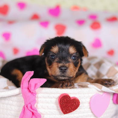 Minnie - Available 3/12