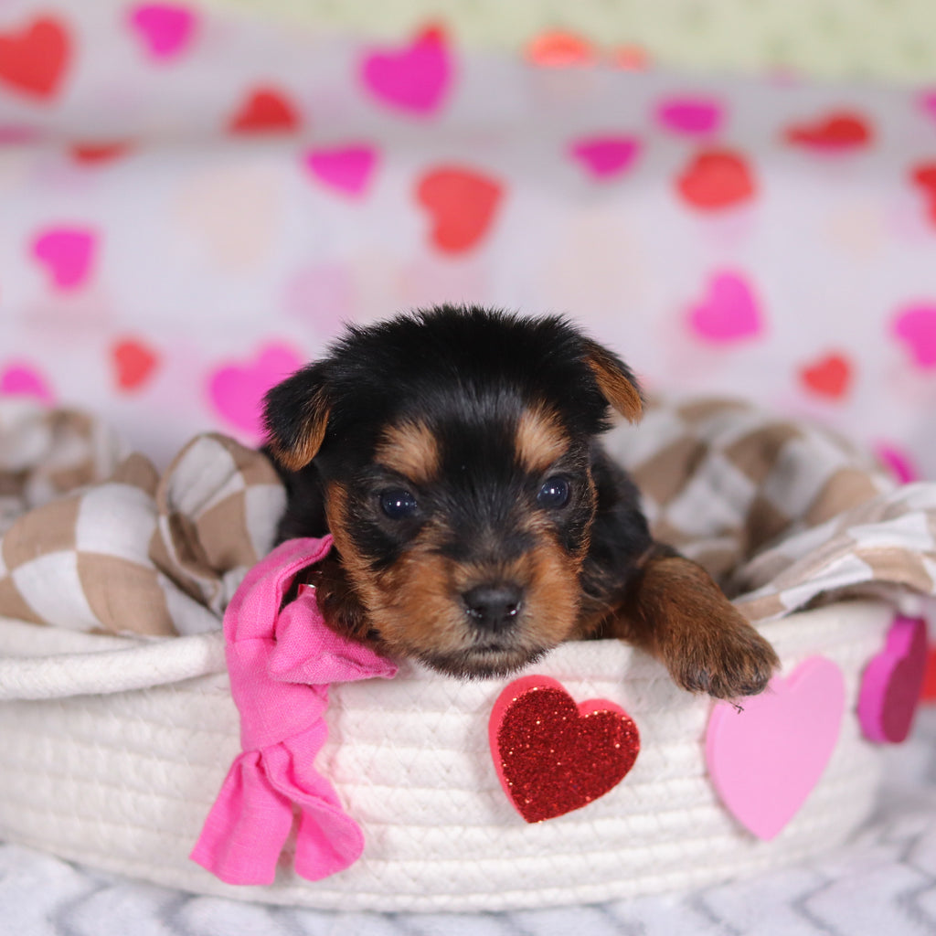 Minnie - Available Now