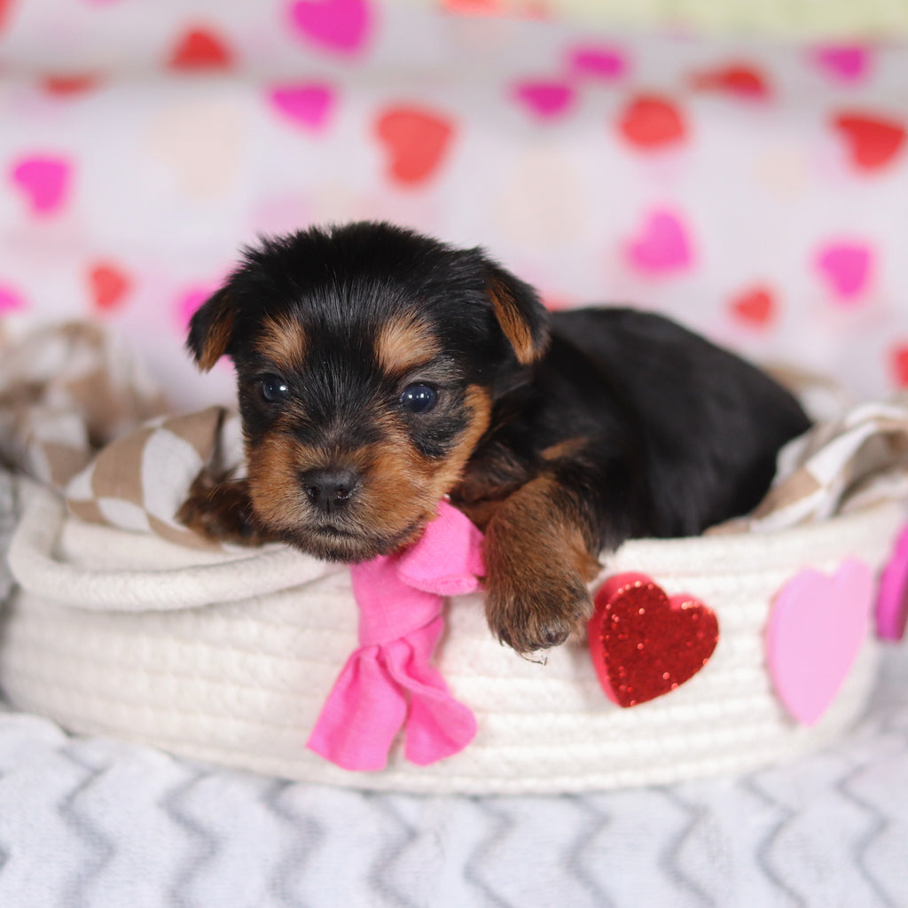 Minnie - Available Now