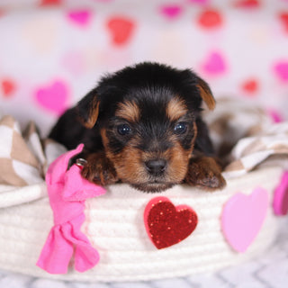 Minnie - Available Now