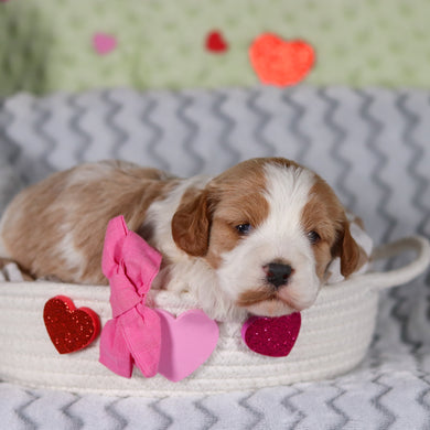 Ryla - Available 3/12