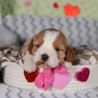 Ryla - Available 3/12