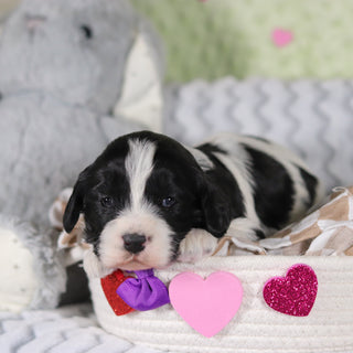 Rumi - Available 3/12