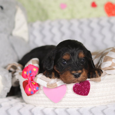 Reba - Available 3/12