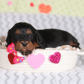 Reba - Available 3/12