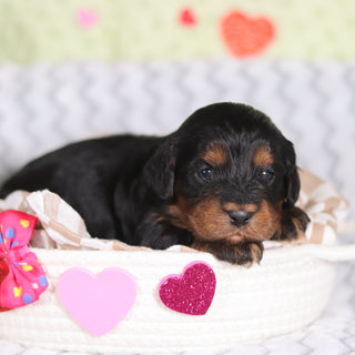 Reba - Available 3/12