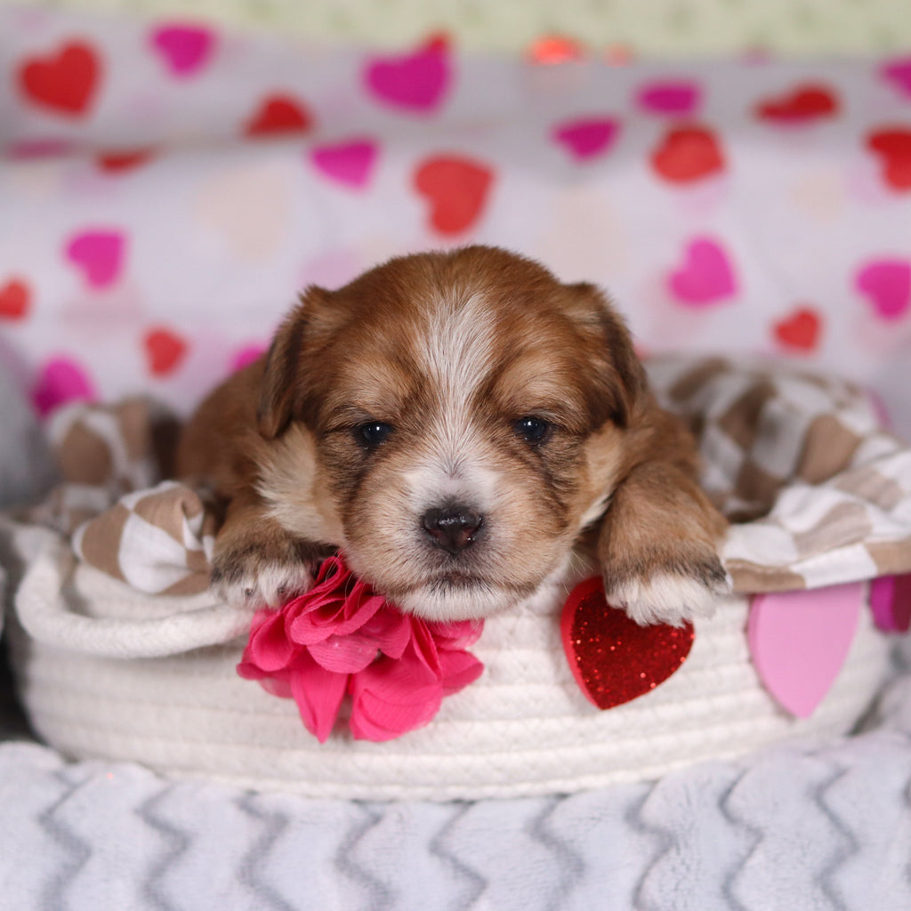 Penny - Available 3/12