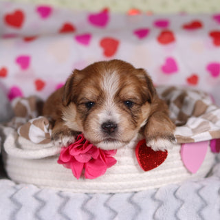 Penny - Available 3/12