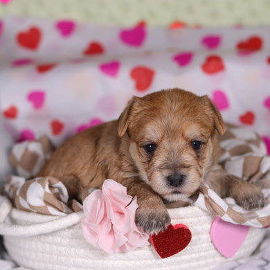 Poppy - Available 3/12