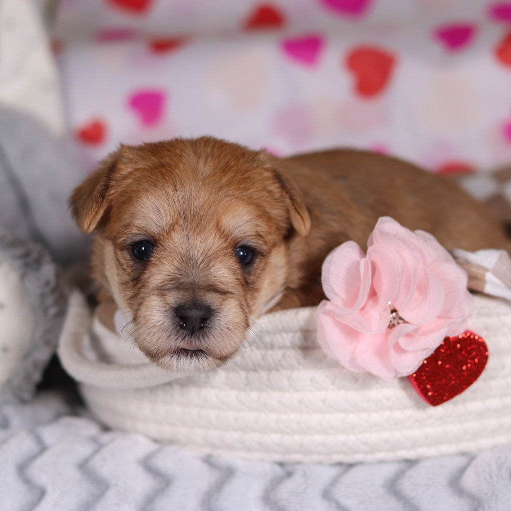 Poppy - Available 3/12