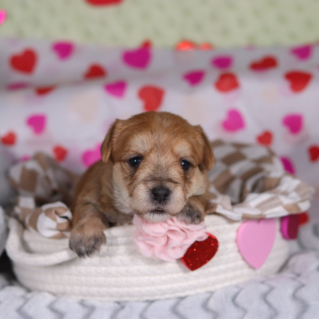 Poppy - Available 3/12