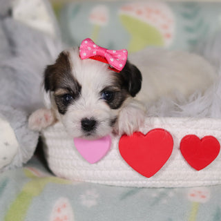 March - Available 3/12