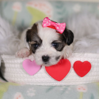 March - Available 3/12