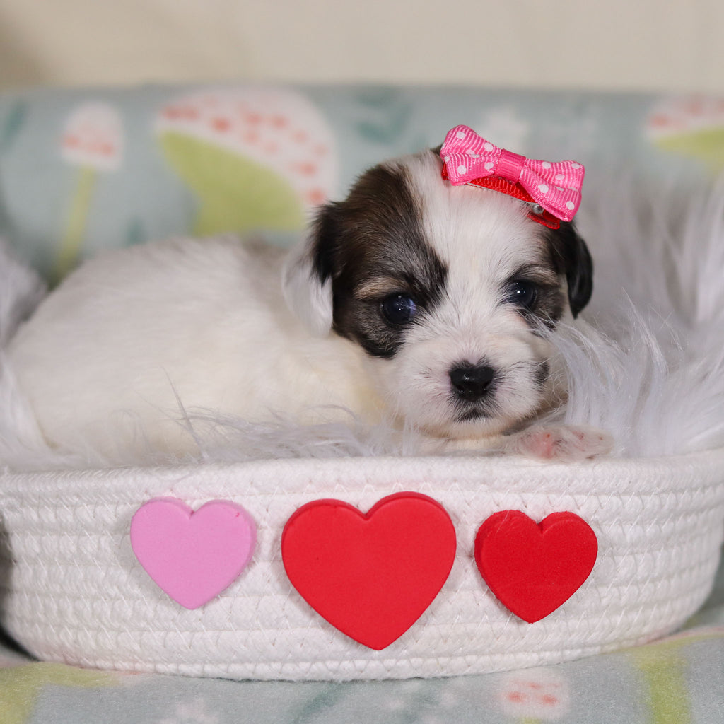 March - Available 3/12